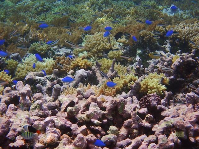 Nomad Divers Bangka Likupang Екстериор снимка